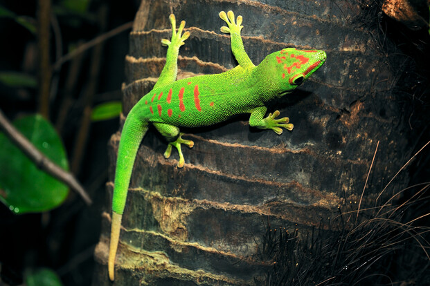 Madagaskar-Riesentaggecko mit leuchtend grünem Körper und roten Zeichnungen sitzt an einem Baumstamm