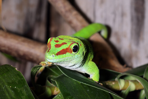 Nahaufnahme eines grünen Geckos mit roten Zeichnungen auf dem Kopf, der auf einem Blatt sitzt