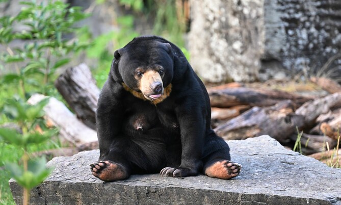 Sitzender Malaienbär mit hervorgehobener Zunge auf einem Stein, im Hintergrund Pflanzen und Baumstämme.