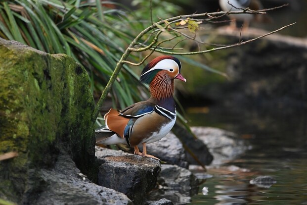 Mandarinente mit auffälligem Gefieder und orangenem Schnabel steht auf einem Holzstamm an einem ruhigem Wasser.