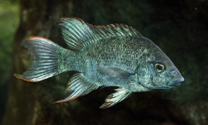 ptychochromis_insolitus_mangarahara buntbarsch (1)