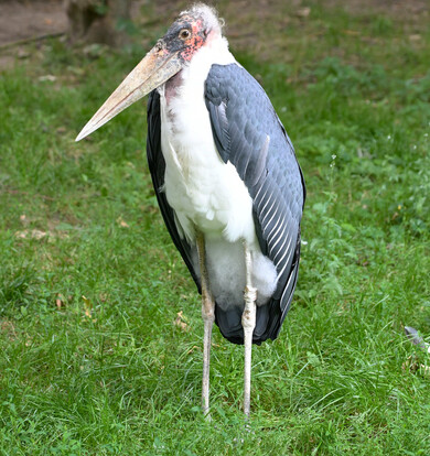 Marabu mit langem Hals, grauweißem Gefieder und großem Schnabel steht auf einer Wiese.