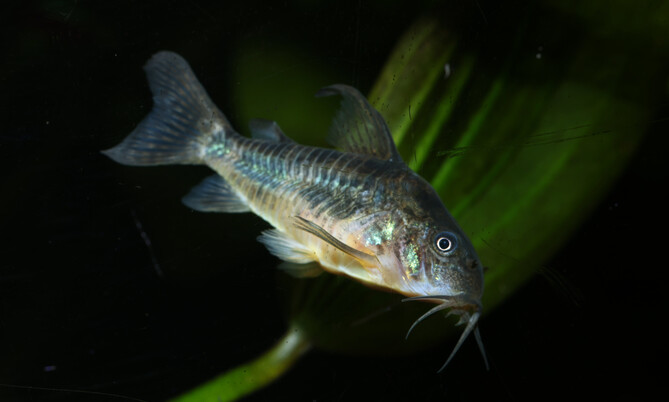 corydoras_paleatus_marmorierter Panzerwels (1)