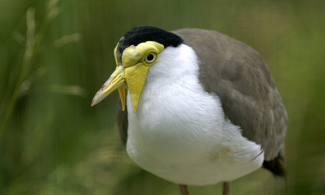 Maskenkiebitz