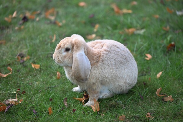 Hellbraunes Kaninchen mit langen, hängenden Ohren sitzt seitlich auf grünem Rasen mit vereinzelten braunen Blättern.