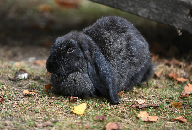 Schwarz-graues Widderkaninchen sitzt auf Gras mit verstreuten Blättern