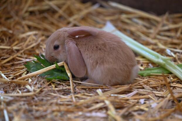 Ein junges, beigefarbene Kaninchen mit langen Ohren auf Streu, knabbert an einem grünen Pflanzenstängel.