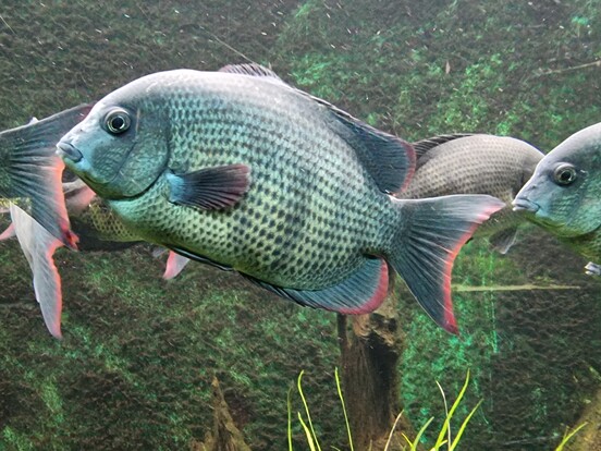 Großer Buntbarsch mit silbrig-grünem Schuppenkleid und rötlichem Flossensaum schwimmt im Wasser, weitere Fische im Hintergrund.
