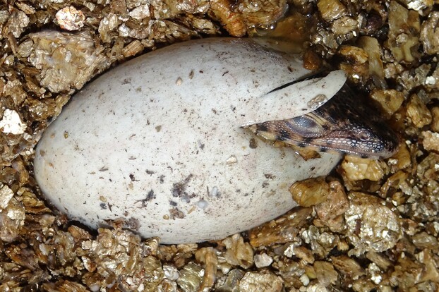 Junges Reptil schlüpft aus einem weißen Ei zwischen braunen Substratresten.