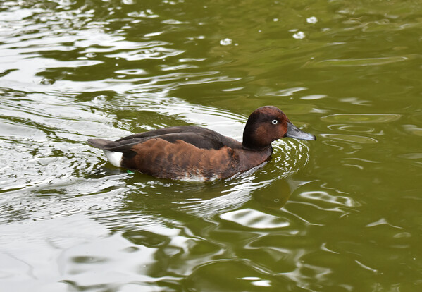 Braune Moorente mit weißem Bauchfleck schwimmt auf grünlichem Wasser, auffällig blauer Schnabel und helle Iris.