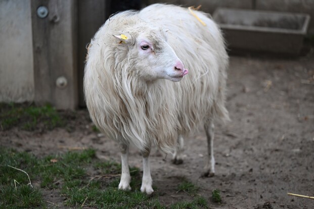 Weißes Schaf mit langem, zotteligem Fell steht auf einem sandigen Boden mit etwas Gras