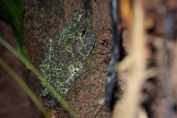Gut getarnter Moosfrosch mit grünlicher, fleckiger Haut sitzt auf brauner Baumrinde zwischen Ästen.