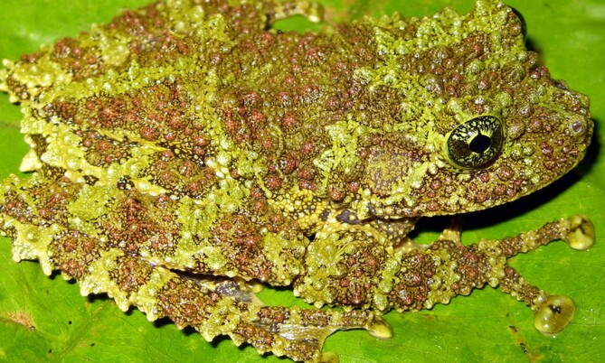 Moosfrosch