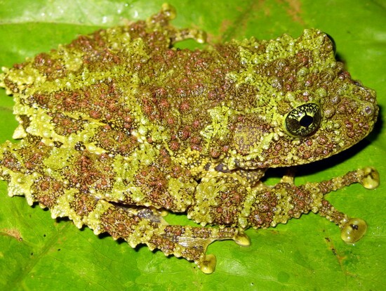 Moosfrosch mit grün-brauner, warziger Haut auf einem großen grünen Blatt in Nahaufnahme.