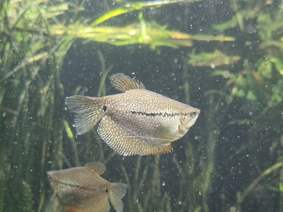 Mosaikfadenfisch mit silbrigem Schuppenkleid und schwarzen Zeichnungen vor Wasserpflanzen im Aquarium.