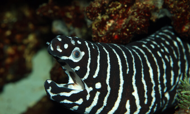 gymnomuraena_zebra_1