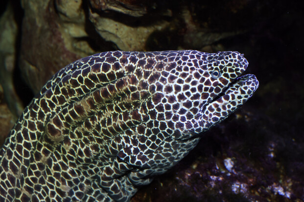 Nahaufnahme einer Zebramuräne mit schwarz-weißen Streifen unter Wasser