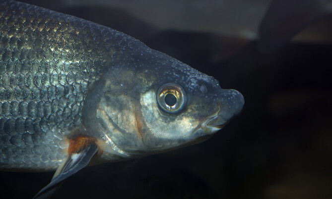 chondrostoma_nasus_Nase (2)