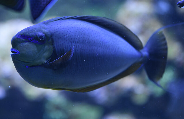 Nasendoktor naso brevirostris (6)