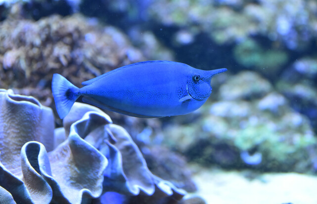 Nasendoktor