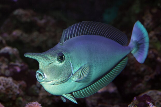 naso_brevirostris_nasendoktor