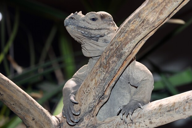 nashornleguan_1