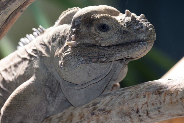 nashornleguan_4