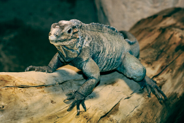 Nashornleguan