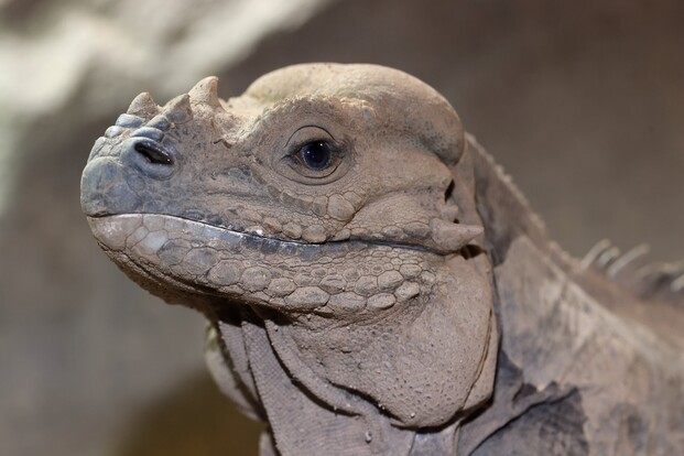 nashornleguan_7