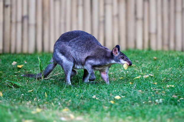Kleines graues Känguru steht auf grünem Gras vor einem Holzzaun