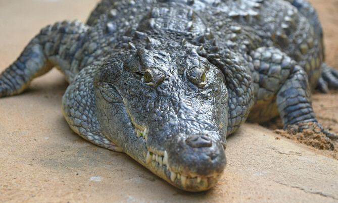 Nilkrokodil 2
