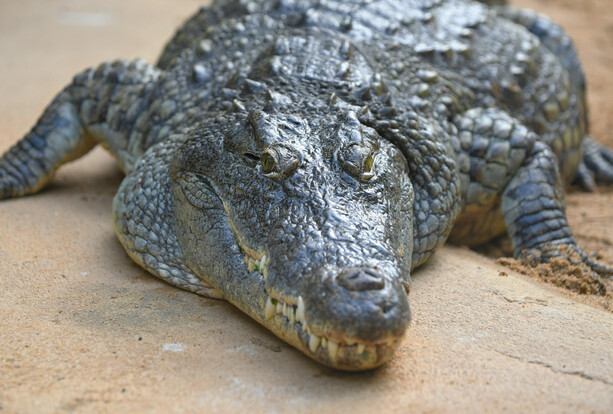 Nilkrokodil mit rauer, schuppiger Haut liegt ausgestreckt auf sandfarbenem Untergrund.