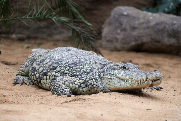 Nilkrokodil mit robustem, schuppigem Körper und breitem Maul liegt seitlich auf sandigem Boden.