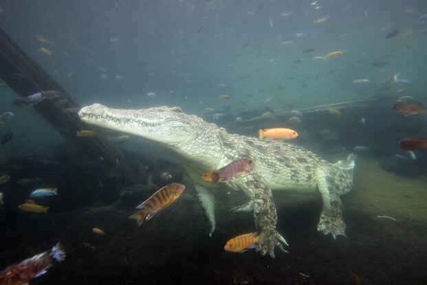 Nilkrokodil unter Wasser mit mehreren bunten Fischen um den Körper schwimmend.