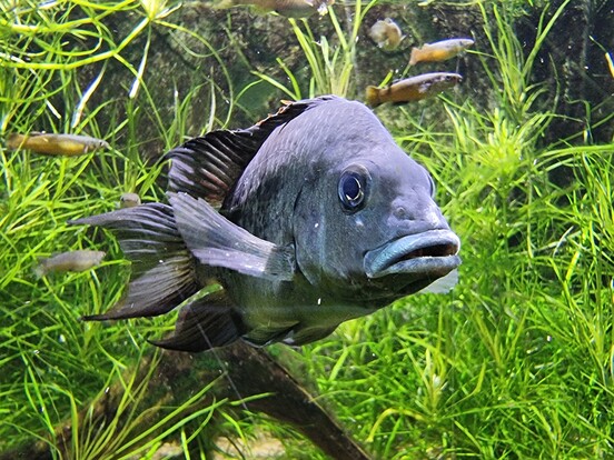 Großer dunkel gefärbter Buntbarsch mit markanten Lippen im Aquarium vor grünen Wasserpflanzen.