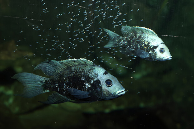Zwei dunkle Fische mit hellem Fleckenmuster schwimmen seitlich nebeneinander im Wasser, umgeben von kleinen Blasen.