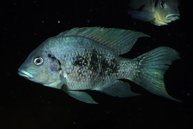 Seitliche Nahaufnahme eines Fisches mit ovalem Körper und dunklen Flecken auf hellem Grund vor dunklem Hintergrund