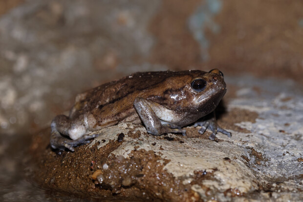 Brauner Frosch mit glatter Haut und kräftigen Beinen auf feuchtem Stein.