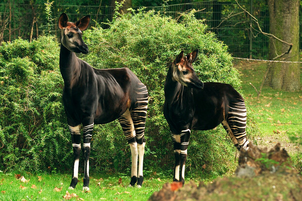 Zwei ausgewachsene Okapis mit markanter brauner Fellzeichnung und weißen Streifen an Beinen und Hinterteil stehen vor grünem Buschwerk auf einer Wiese.