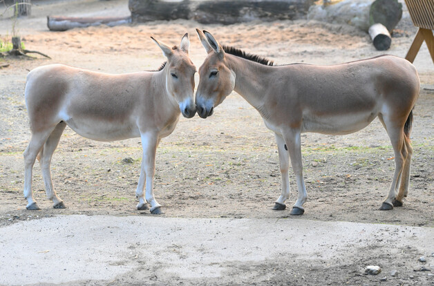 Zwei Onager mit hellem Fell stehen dicht beieinander auf sandigem Untergrund und berühren sich mit den Köpfen.