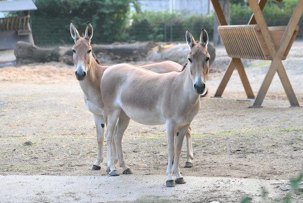 Zwei Onager stehen nebeneinander auf sandigem Boden in einem Gehege mit Holzraufe im Hintergrund