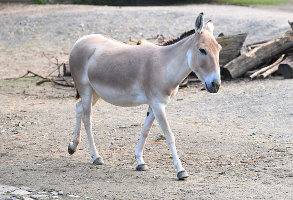 Onager mit hellem Fell und dunklem Rückenstreifen, läuft auf sandigem Boden vor Holzstämmen.