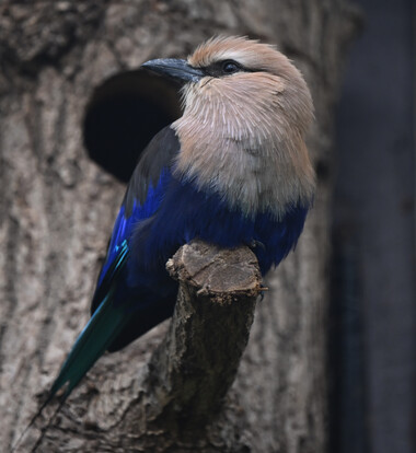 Opalracke mit blauem und beigem Gefieder sitzt auf einem Ast vor einem Baumstamm mit Höhle.