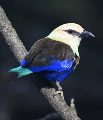 Opalracke mit blauem und beigem Gefieder sitzt auf einem Ast vor dunklem Hintergrund