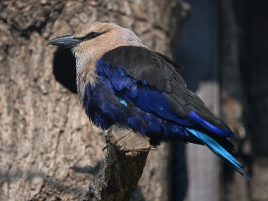 Opalracke mit blauem und beigem Gefieder sitzt auf einem Ast vor einem Baumstamm mit Höhle.