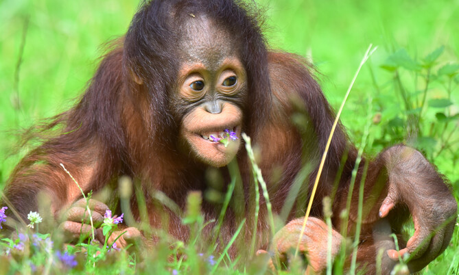 Orang Utan 1
