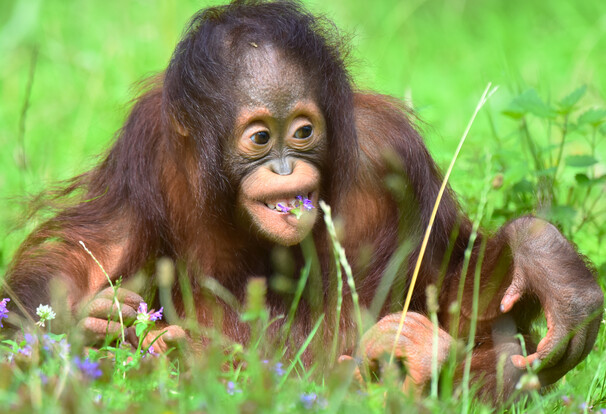Junges Orang-Utan mit hellbraunem Fell liegt auf grasgrüner Wiese und hält einen lila Blütenzweig im Mund.