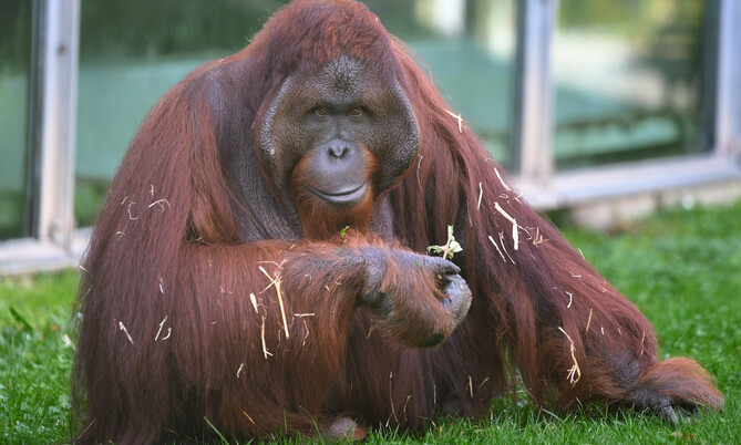 Orang Utan 2