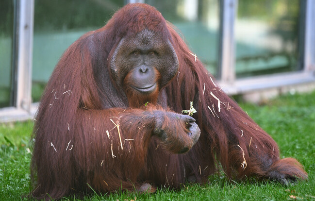Orang-Utan mit rötlich-braunem Fell sitzt auf Gras und hält kleine Pflanze in der Hand vor transparenten Scheiben.