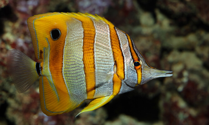 Chelmon_rostratus_orangebinden pinzettfisch (2)